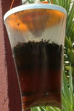 Flies Be Gone Fly Trap