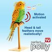 Perfect Polly Parakeet