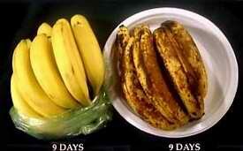 Debbie Meyer Green Bags